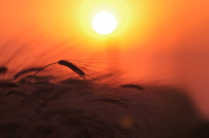 99061__wheat-ears-of-corn-field-plant-nature-light-sun-sky-sunset_p