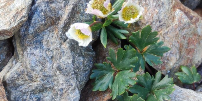 La possibilità dell’impossibile. La speranza e la pace